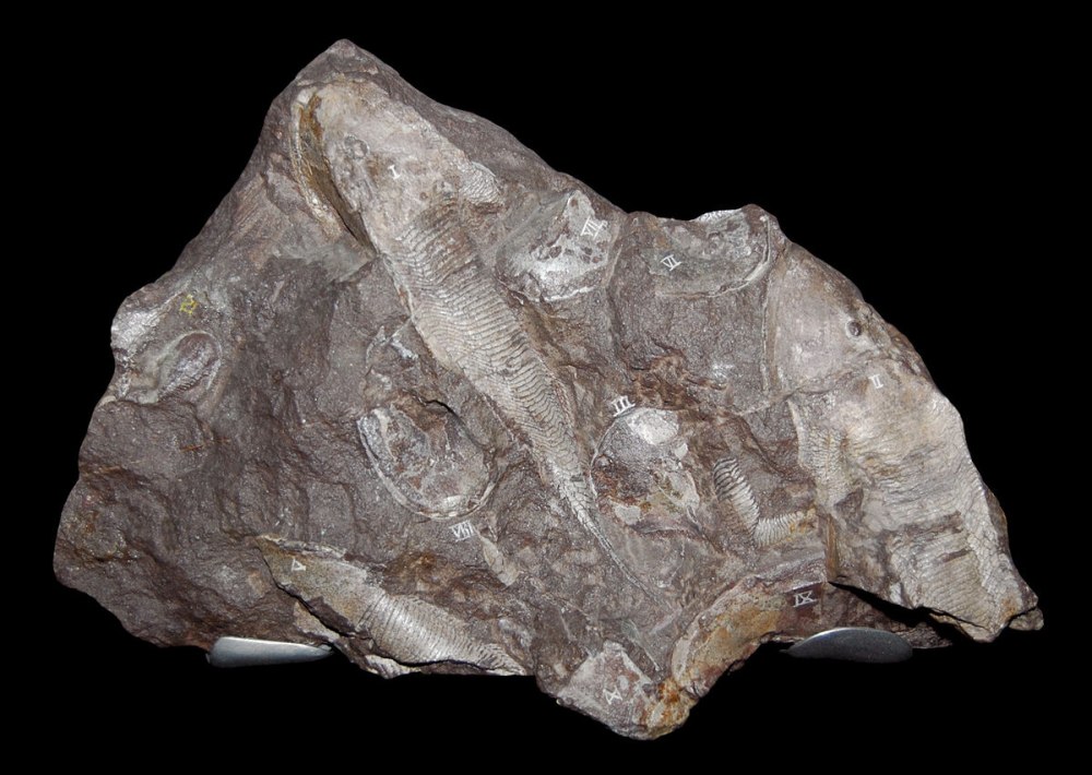 Tremataspis mammillata