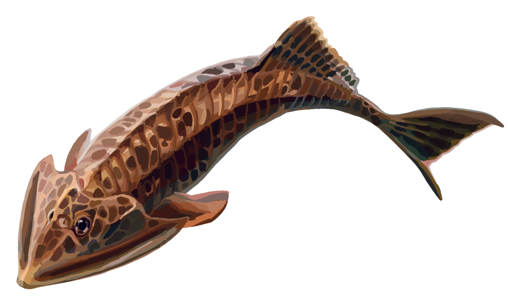 Osteostraci. Игрушка