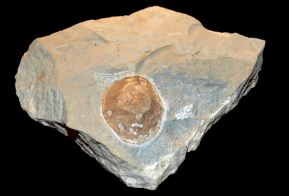 Tremataspis mammillata