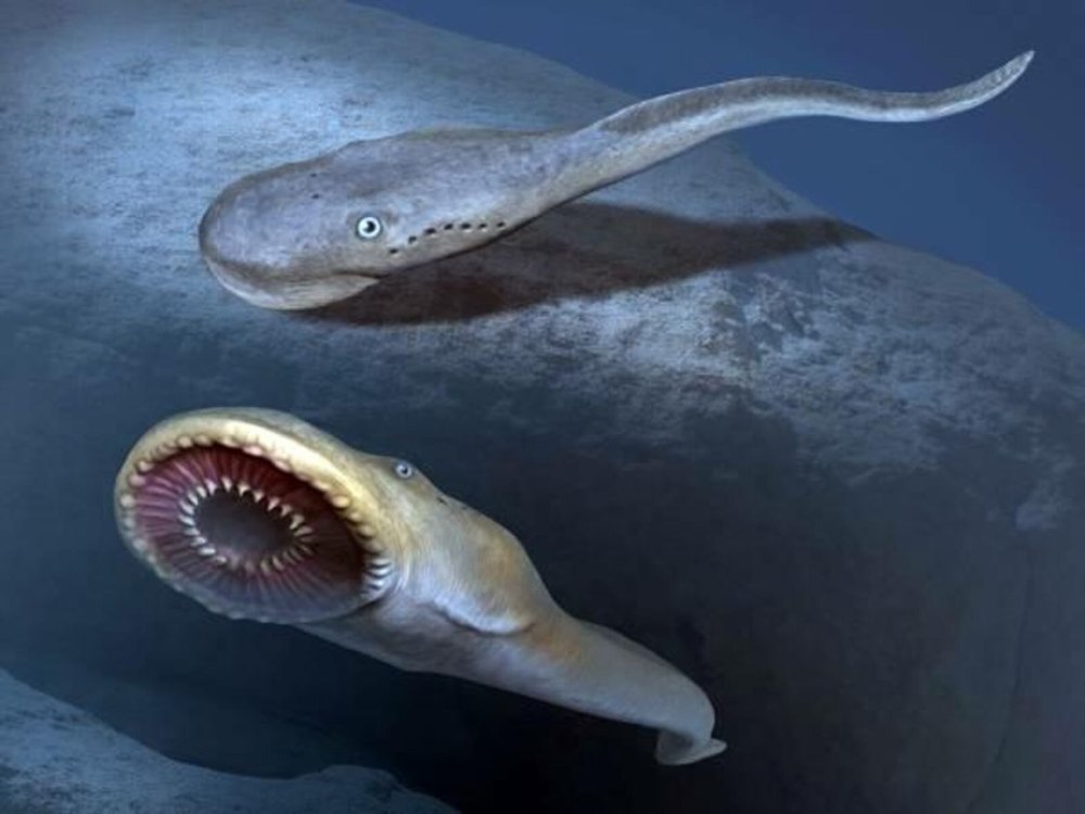 Priscomyzon riniensis