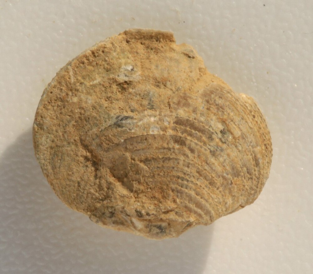 Cleiothyridina capillata брахиопода
