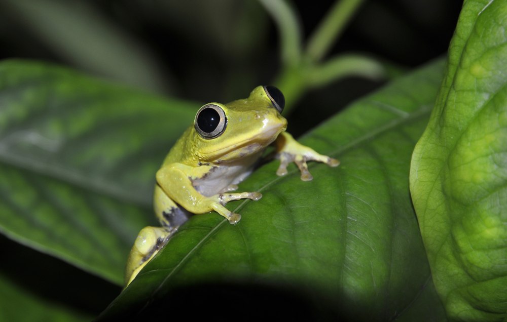 Graeffea seychellensis