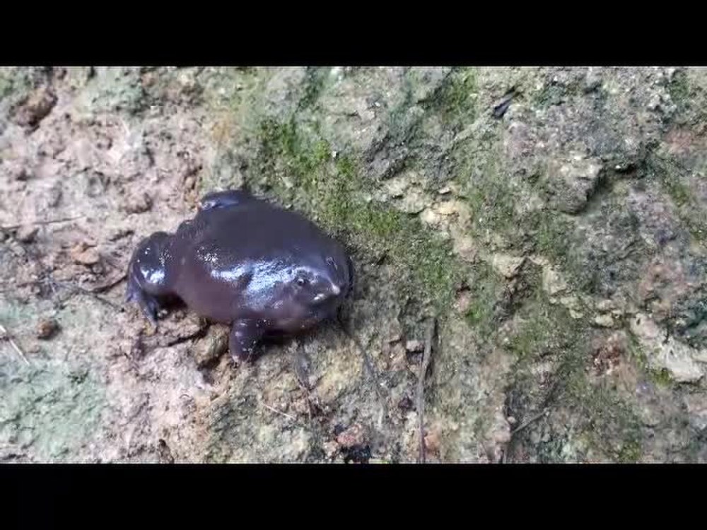 Ужасная фиолетовая лягушка