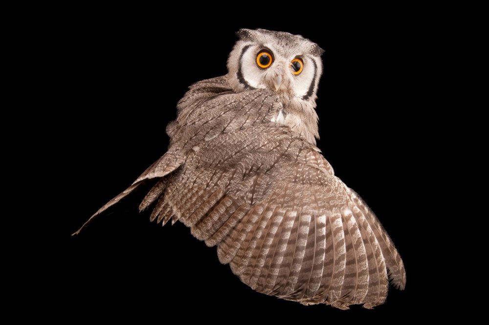 Joel Sartore Сова