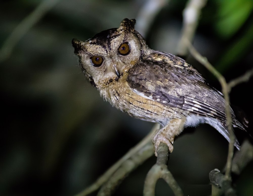 Ошейниковая совка Otus bakkamoena deserticolor