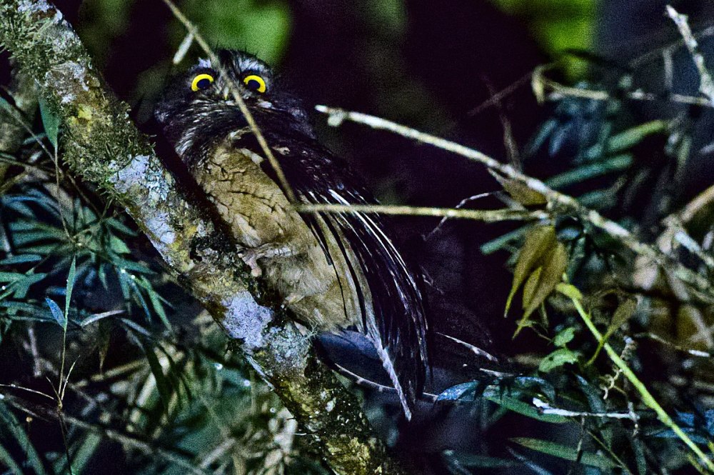 Megascops albogularis