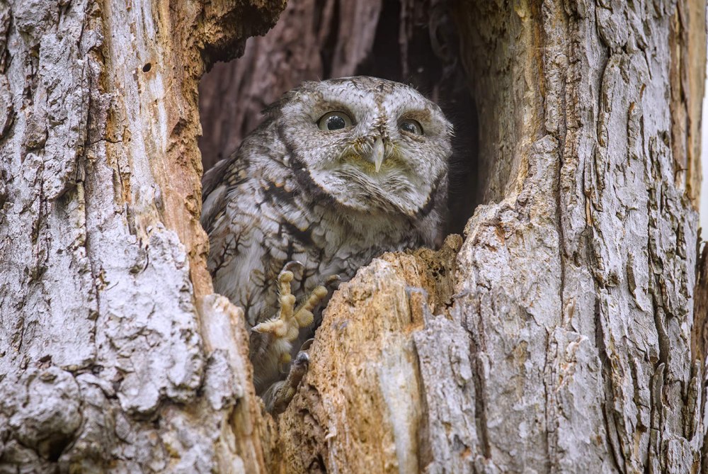 Eastern Screech Owl