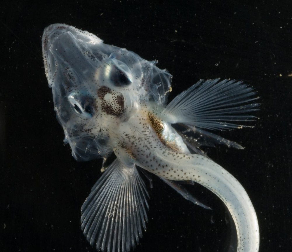 Chaenocephalus aceratus