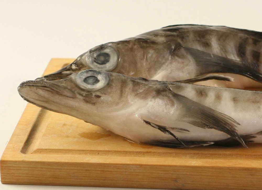 Белокровная щука