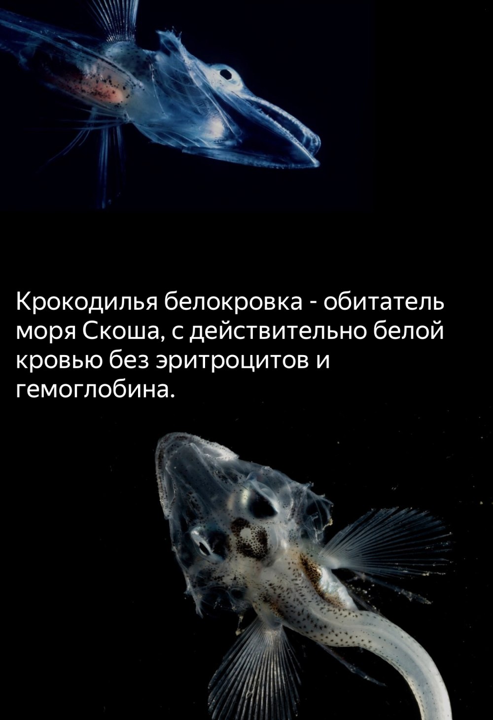 Крокодилья белокровка