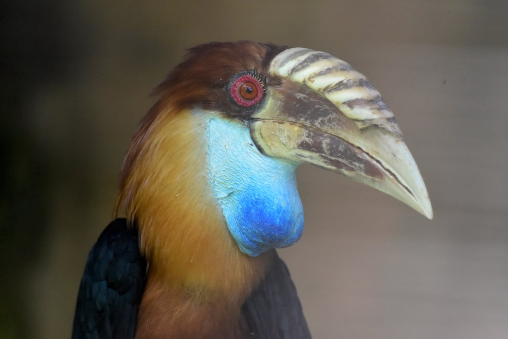 Rhyticeros everetti