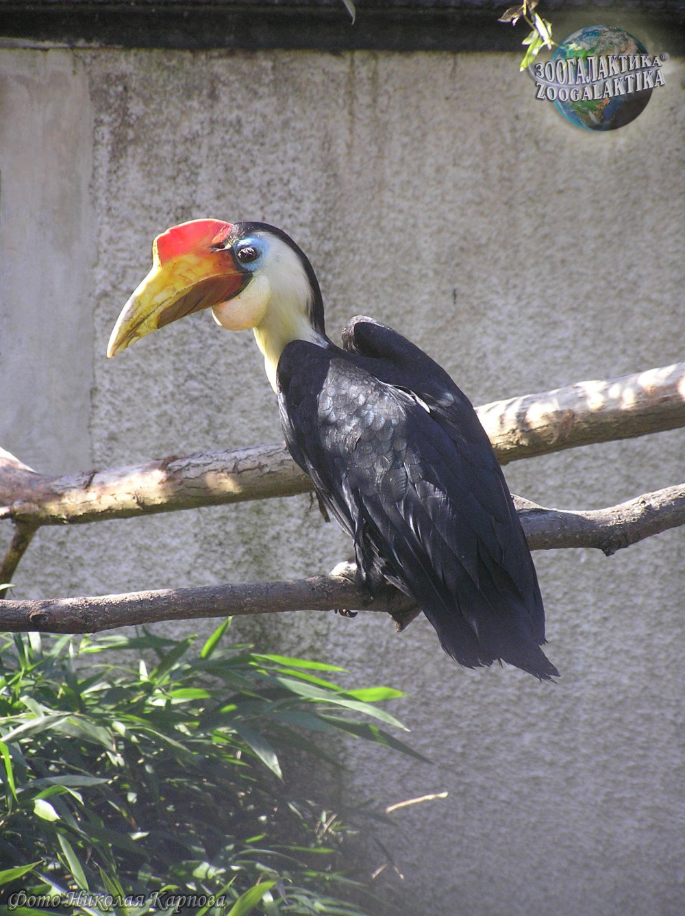 Helmeted Hornbill