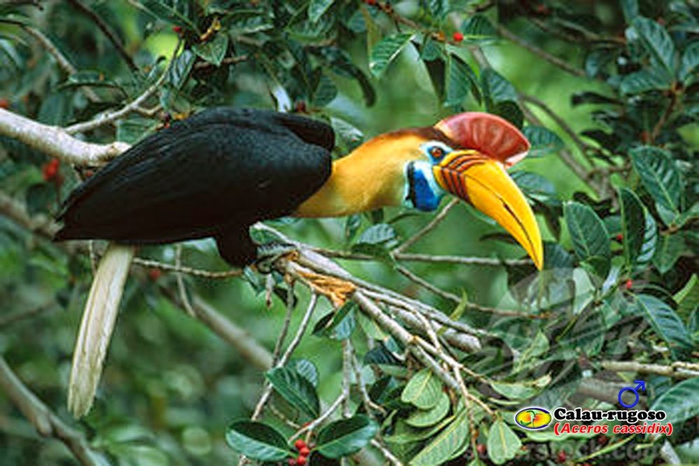 Red-knobbed Hornbill