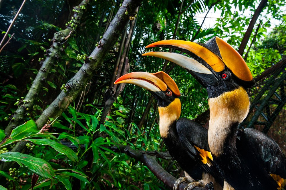 Great Hornbill птица