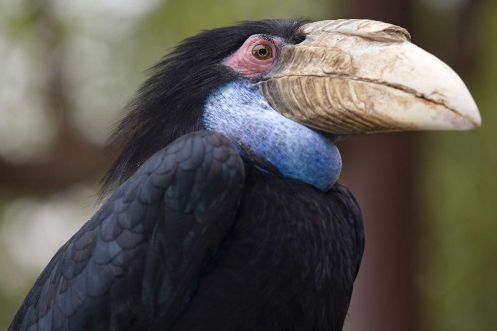 Strongu Hornbill h8