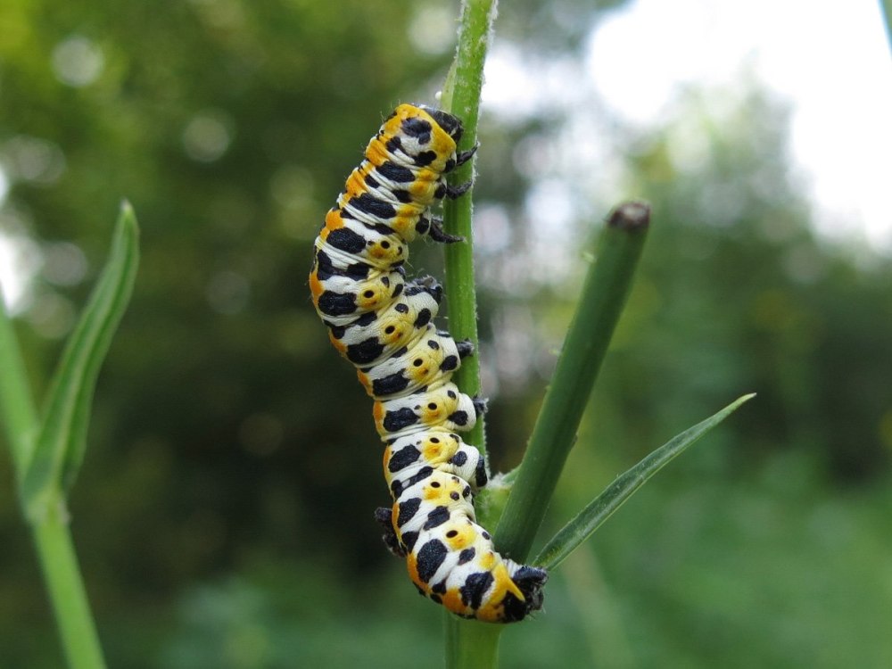 Cucullia lactucae гусеница