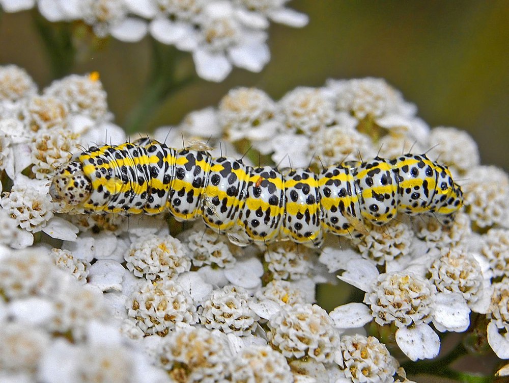 Lepidoptera Cucullia