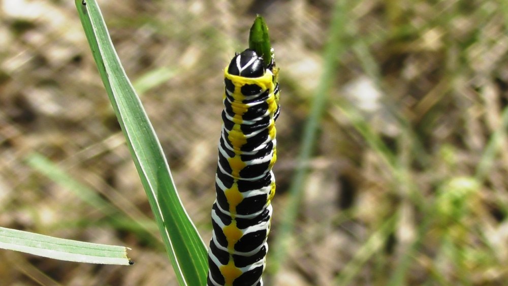 Гусеница совки Cucullia lactucae