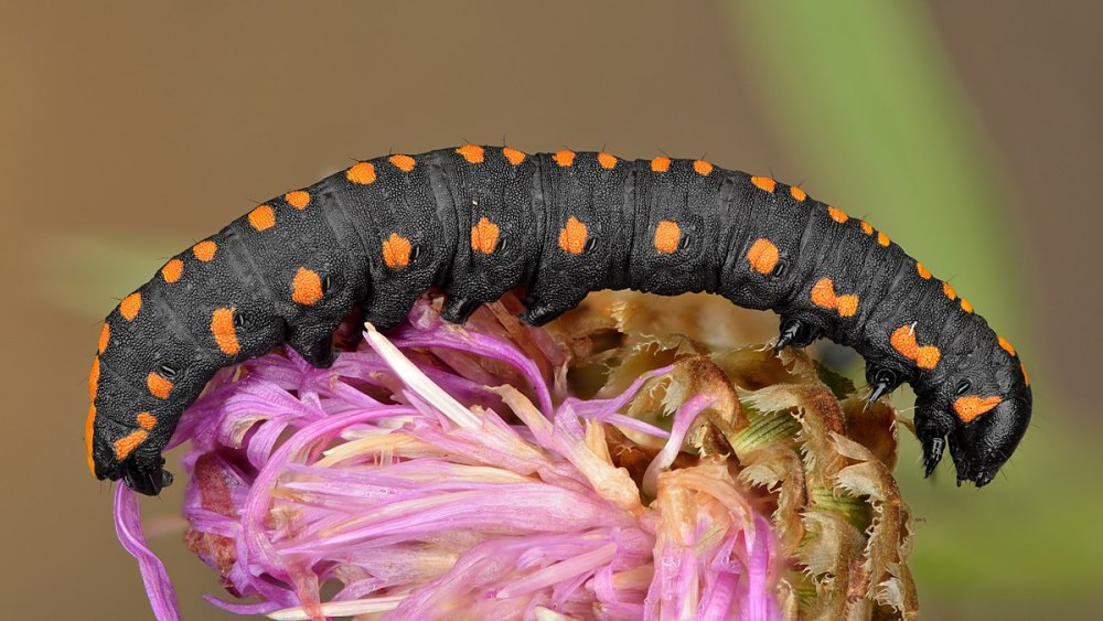 Гусеница Cucullia pustulata