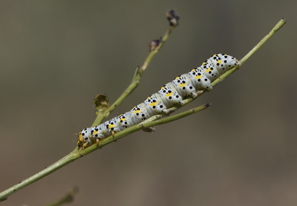 Гусеница Cucullia pustulata бабочка