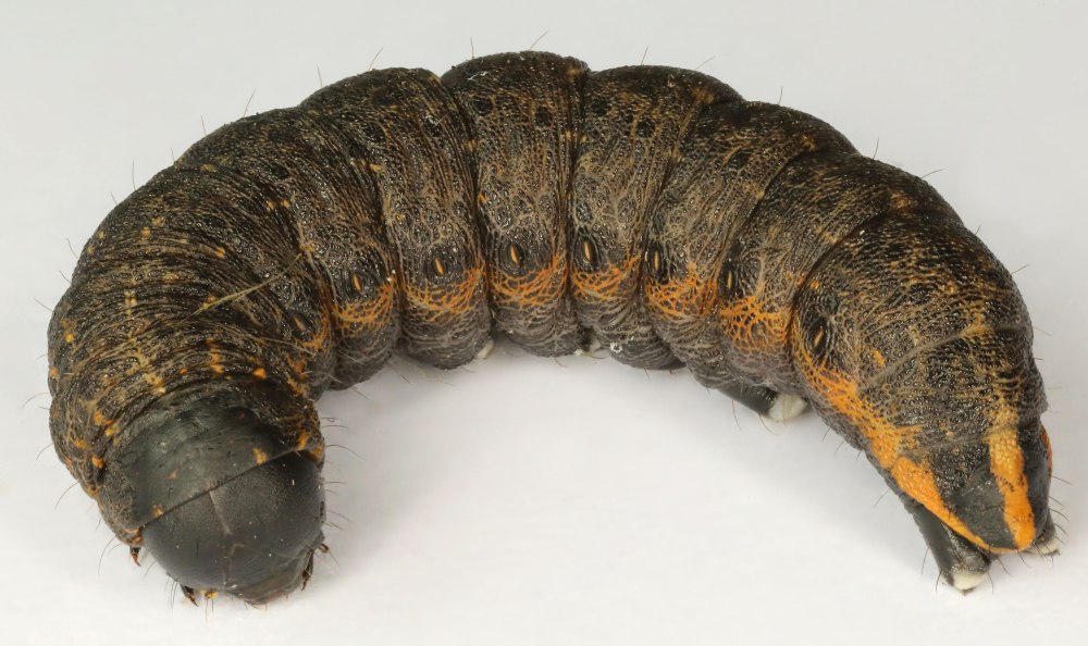 Cucullia umbratica