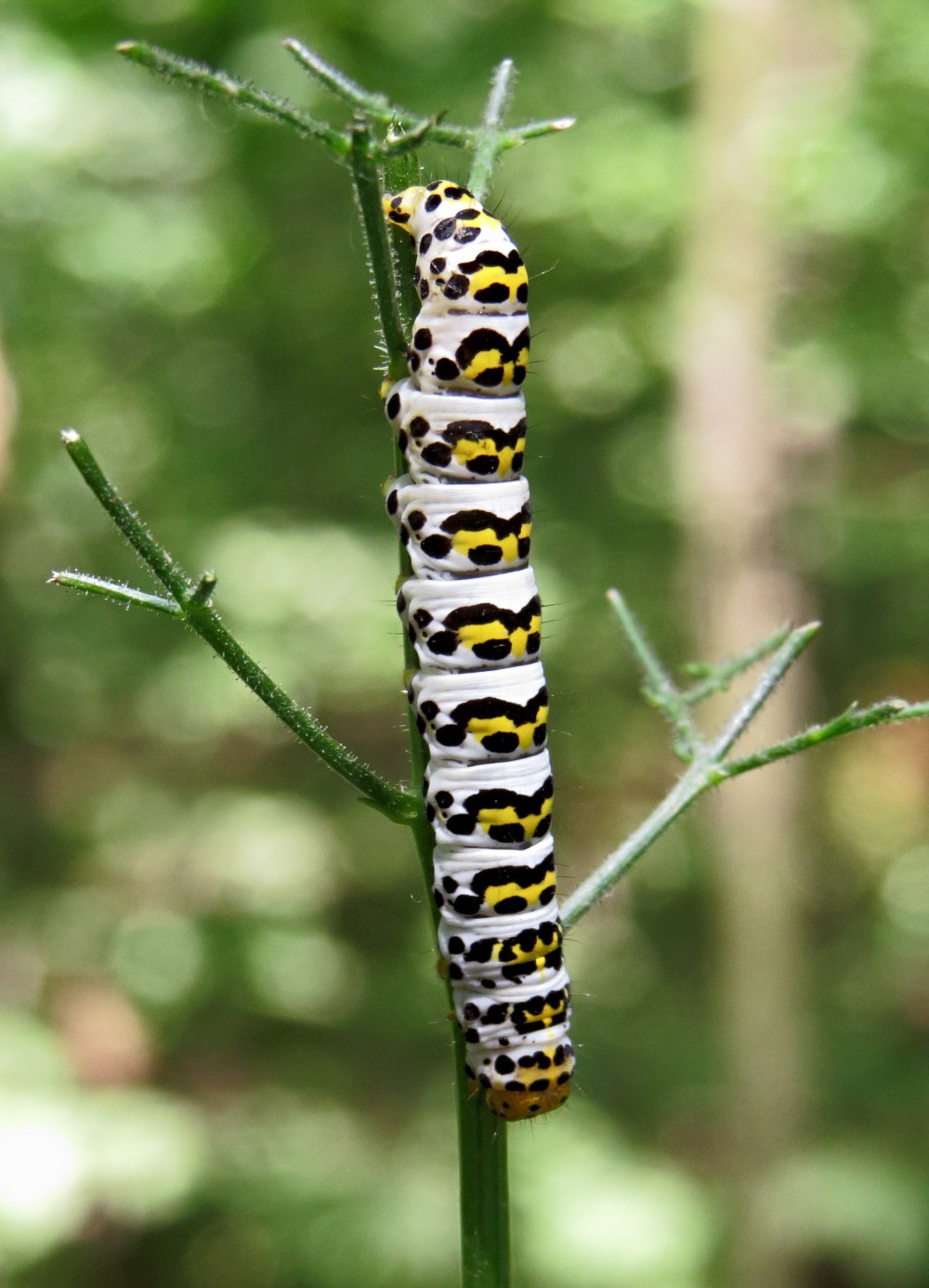 Гусеница Cucullia pustulata