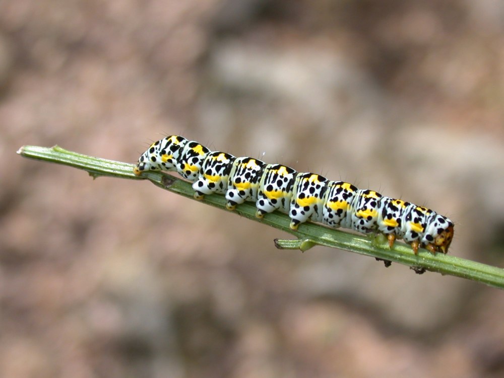 Гусеница Cucullia pustulata