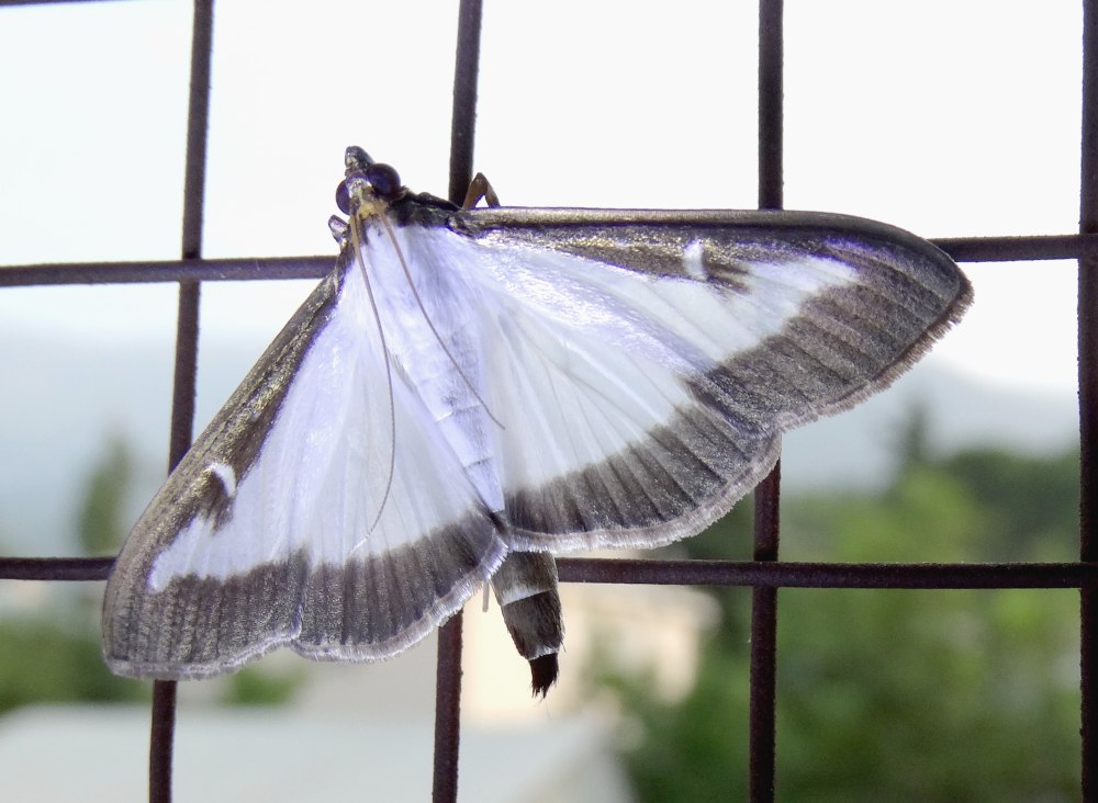 Cydalima perspectalis