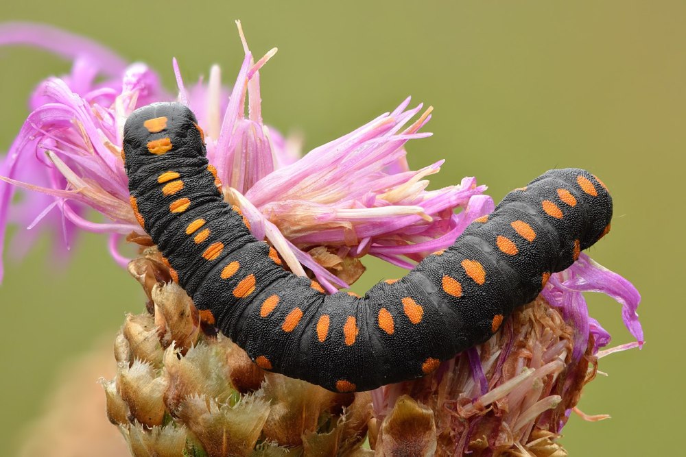 Cucullia lucifuga гусеница