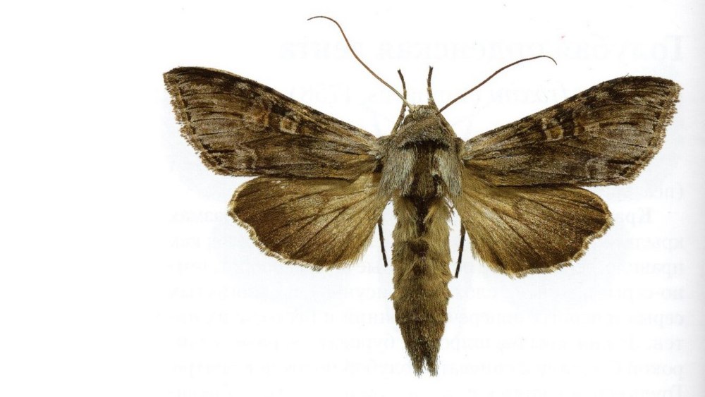 Капюшонница блестящая — Cucullia splendida