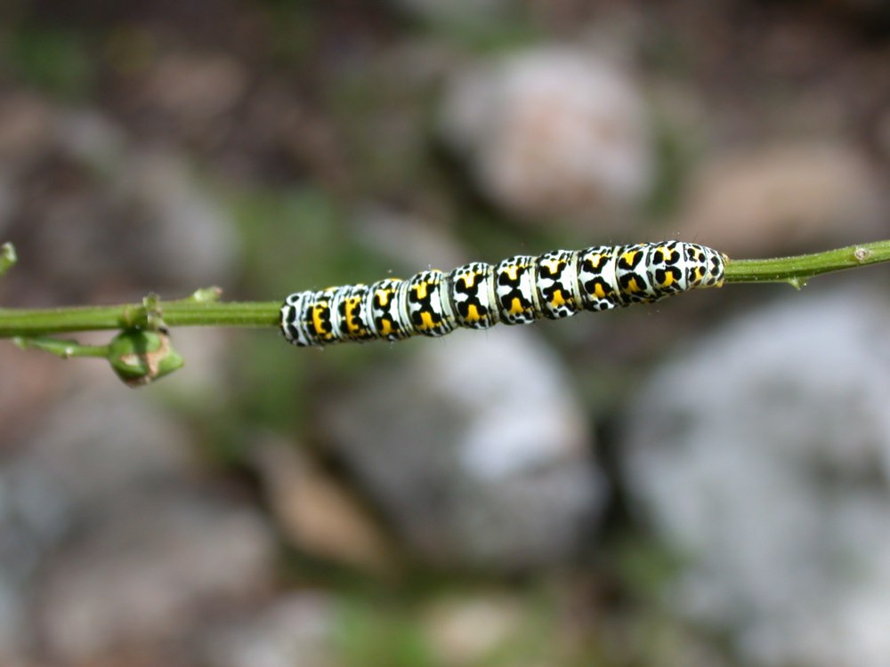 Гусеница Cucullia pustulata