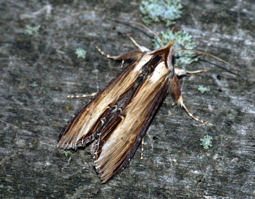 Подсемейство пламенницы – Amphipyrinae