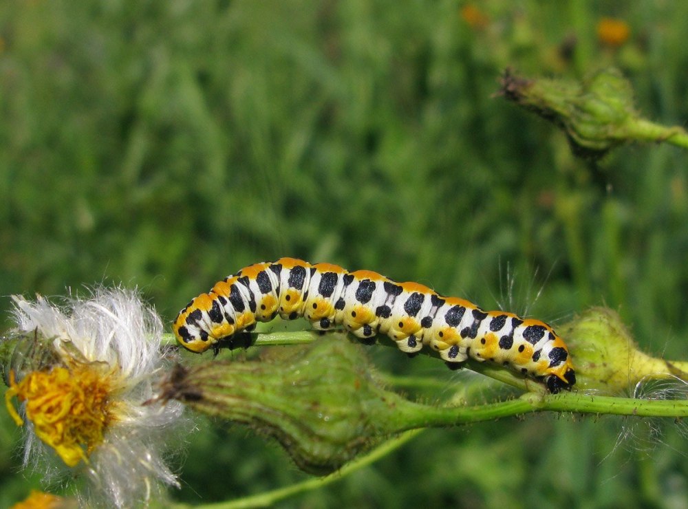 Гусеница Cucullia pustulata