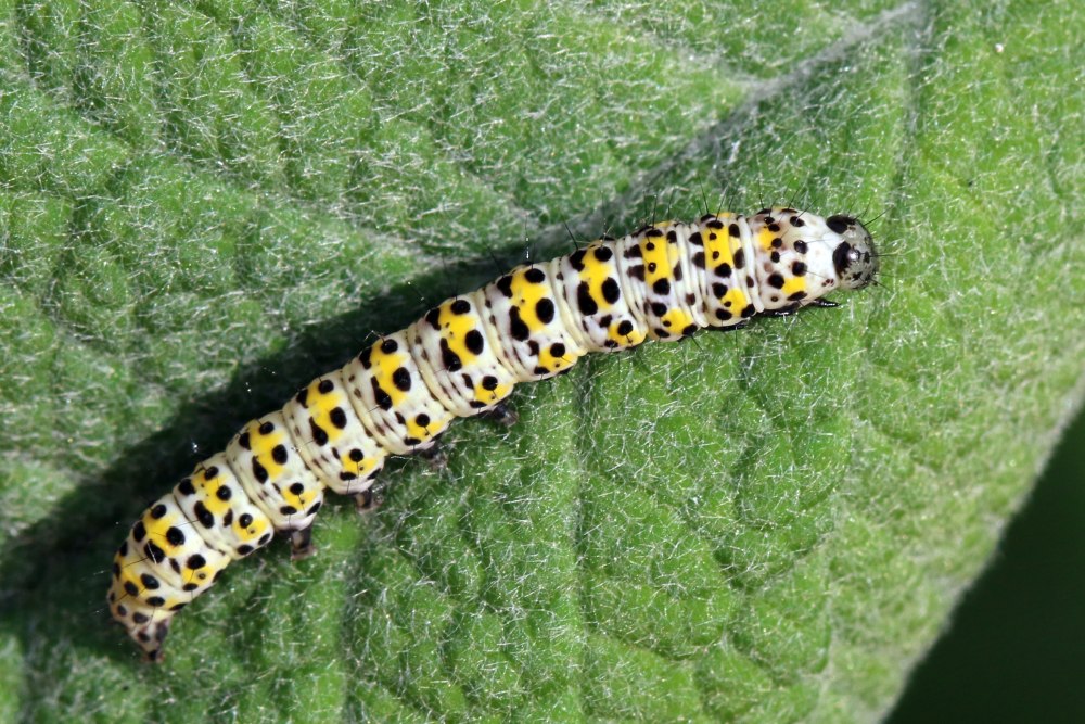 Lepidoptera личинки