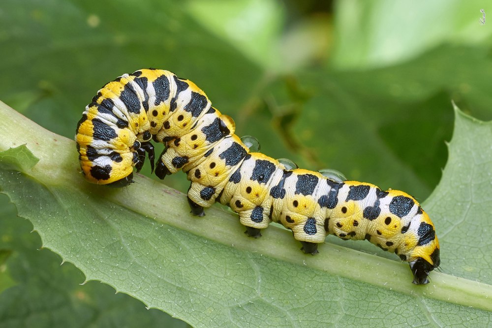 Cucullia lactucae гусеница