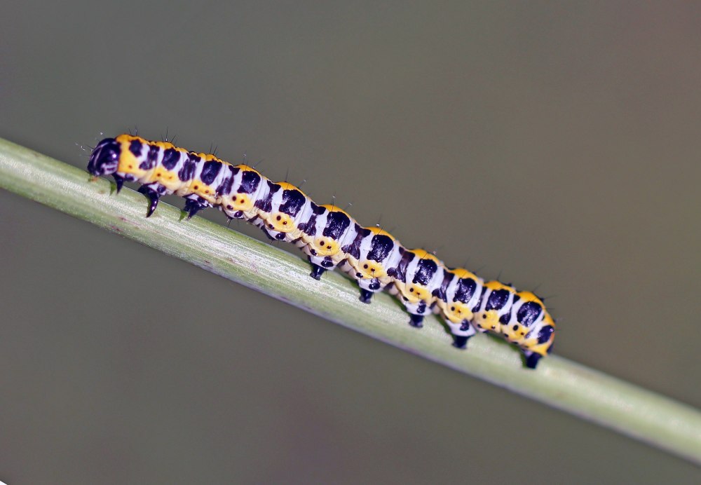 Cucullia lucifuga гусеница