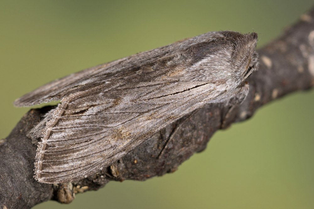 Капюшонница великолепная (Cucullia magnifica)