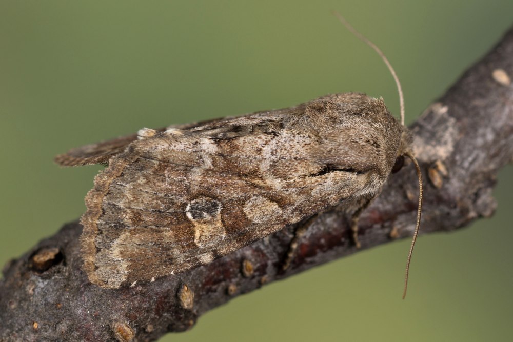 Зерновая совка (Apamea Sordens