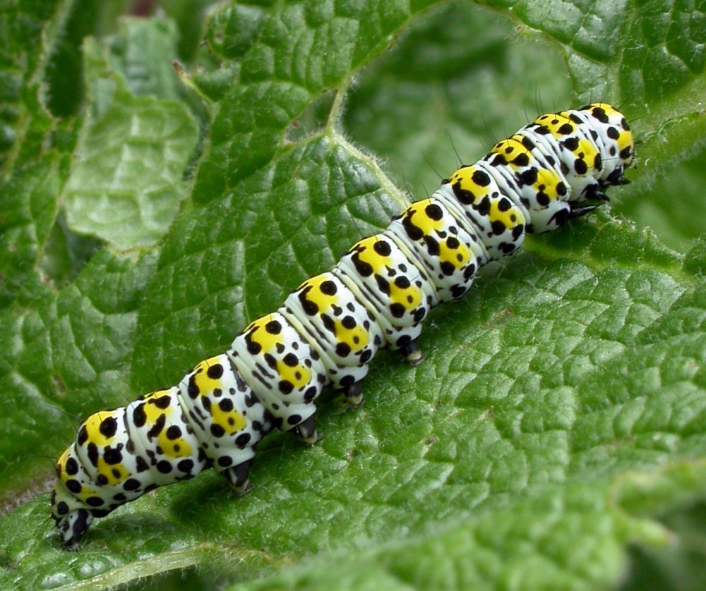 Shargacucullia verbasci