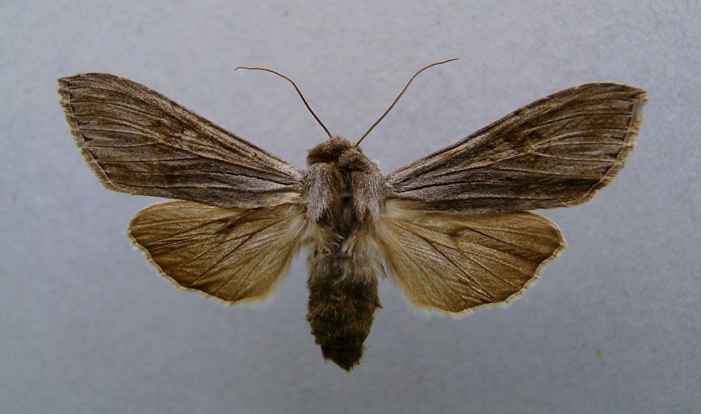 Cucullia lactucae бабочка