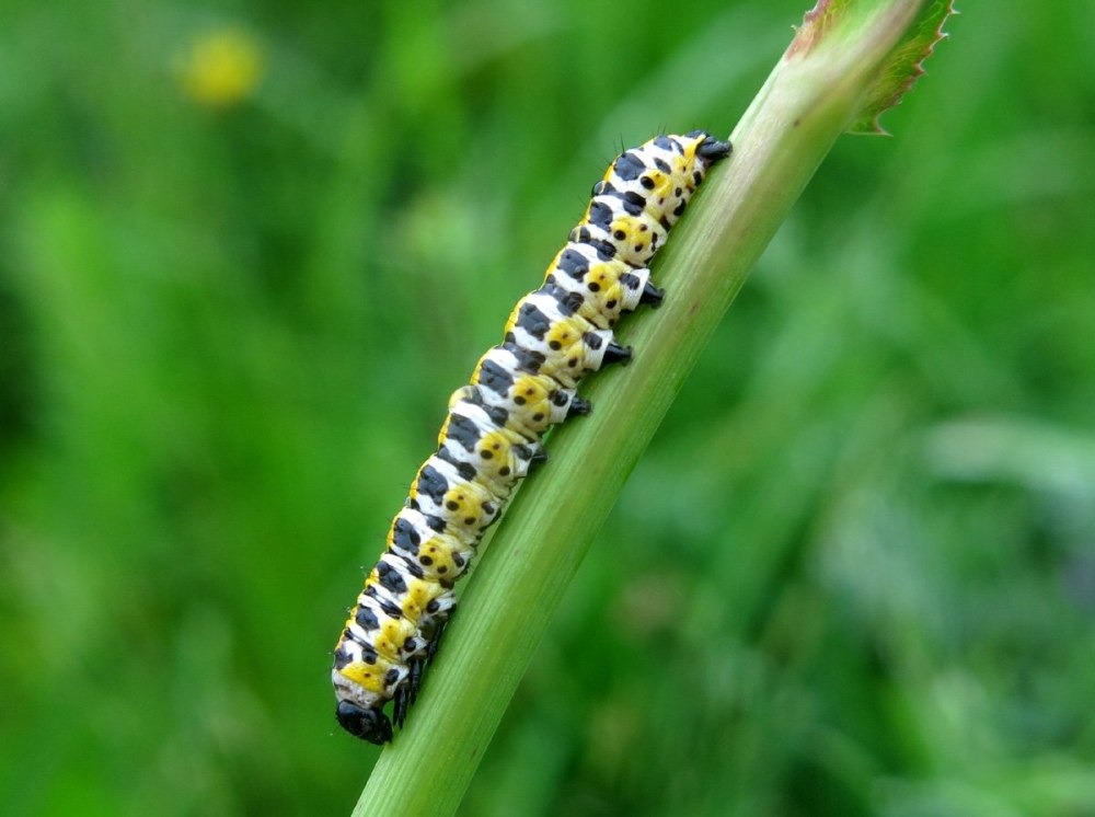Cucullia splendida Caterpillar