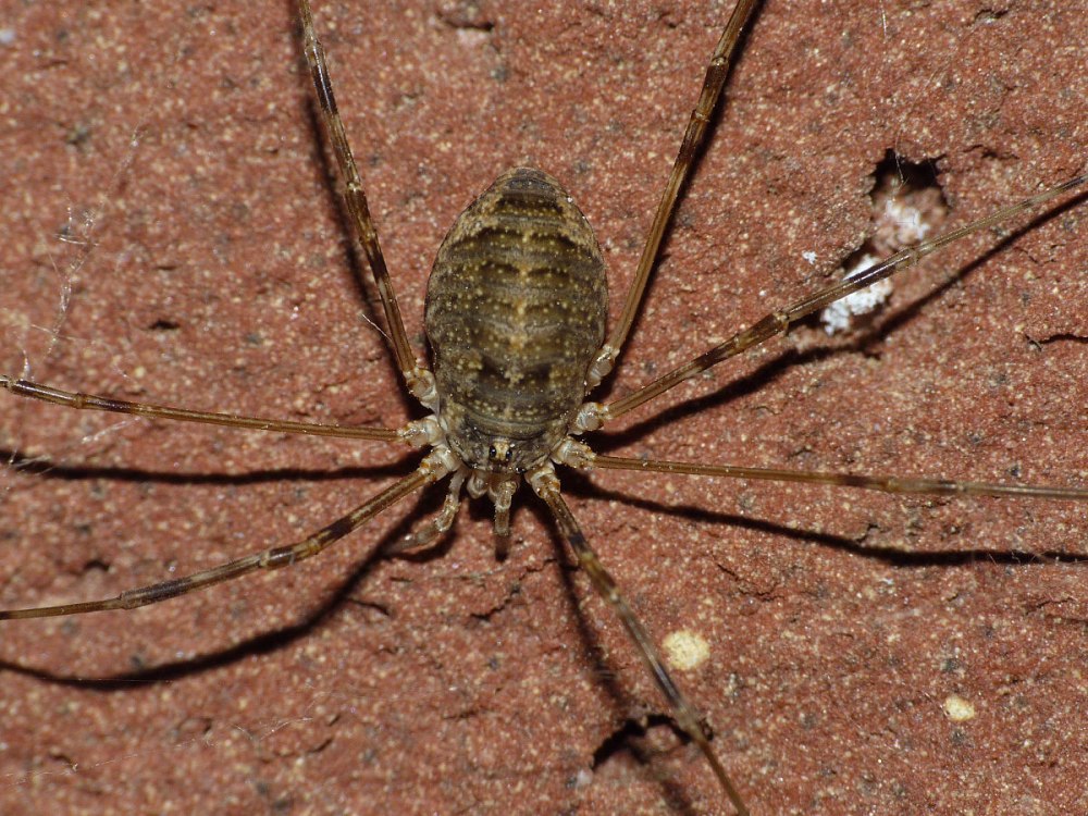 Сенокосец Opilio canestrinii