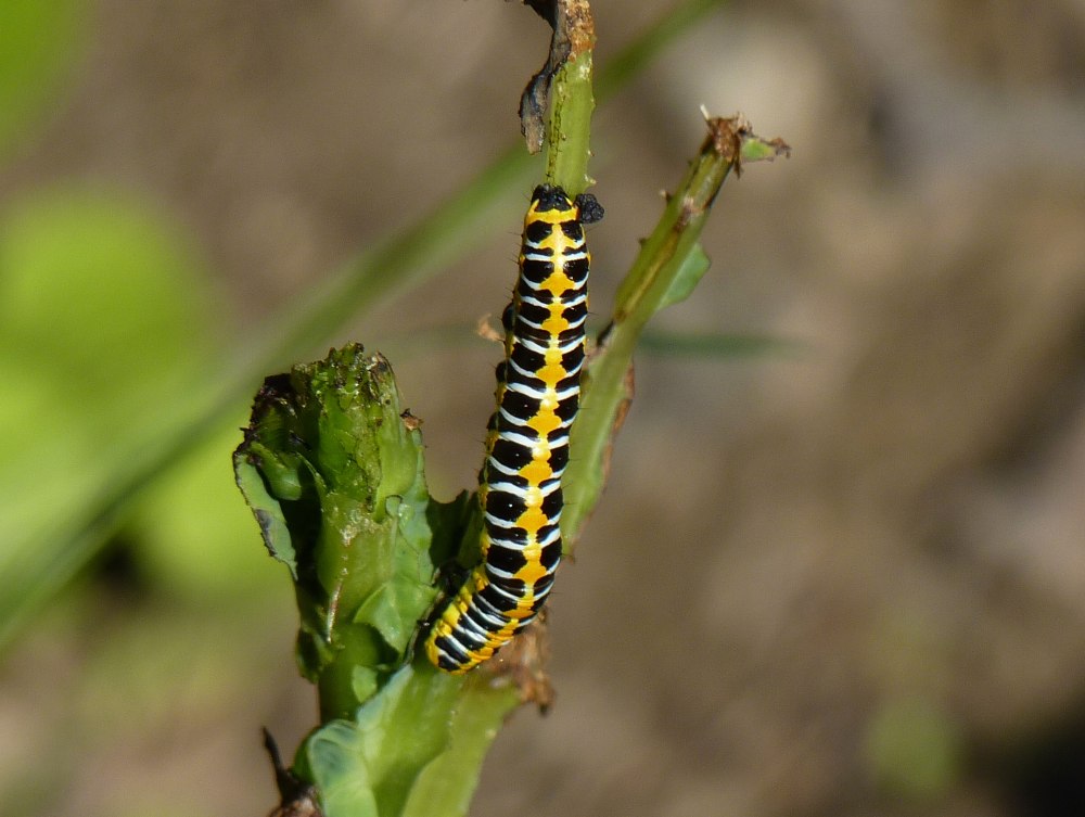 Гусеница Cucullia pustulata