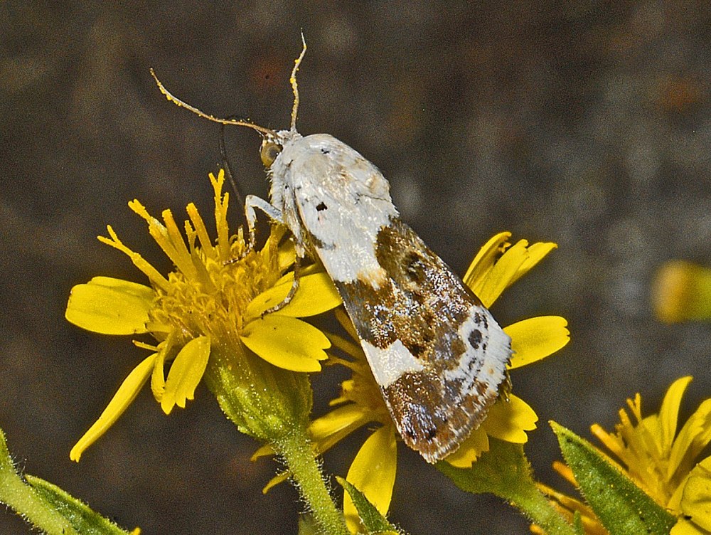 Справочник насекомые Acontia lucida