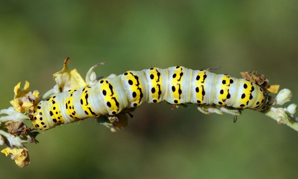 Гусеница Cucullia pustulata