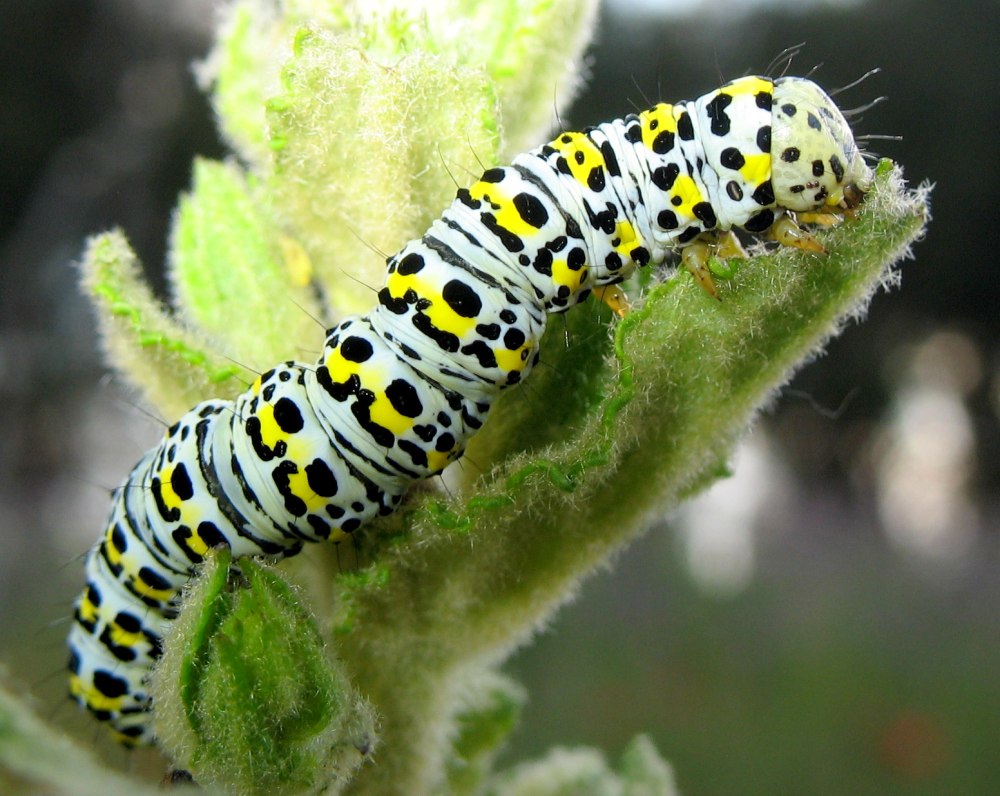 Гусеница Cucullia pustulata