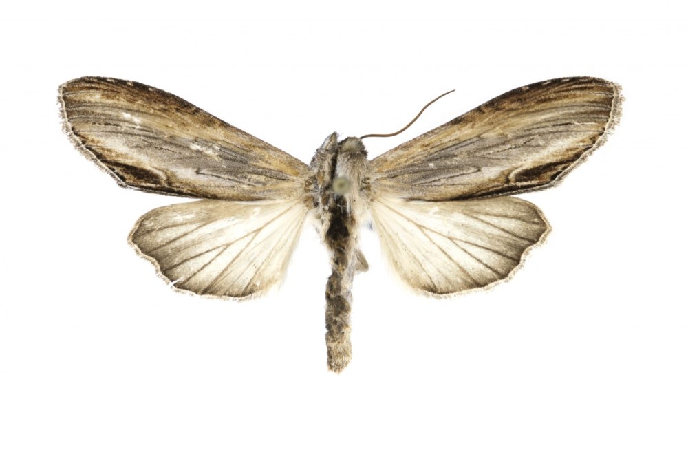 Капюшонница блестящая — Cucullia splendida
