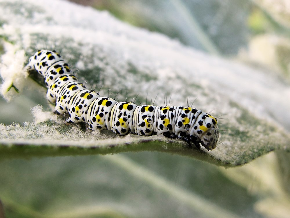 Shargacucullia verbasci