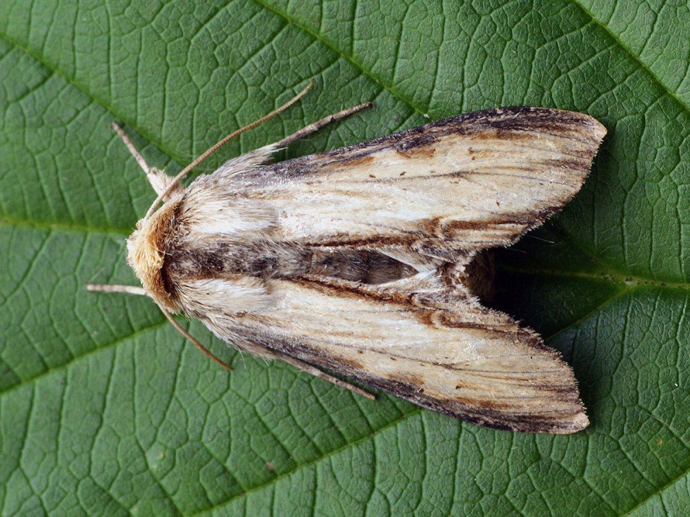 Shargacucullia lychnitis (Rambur, 1833)