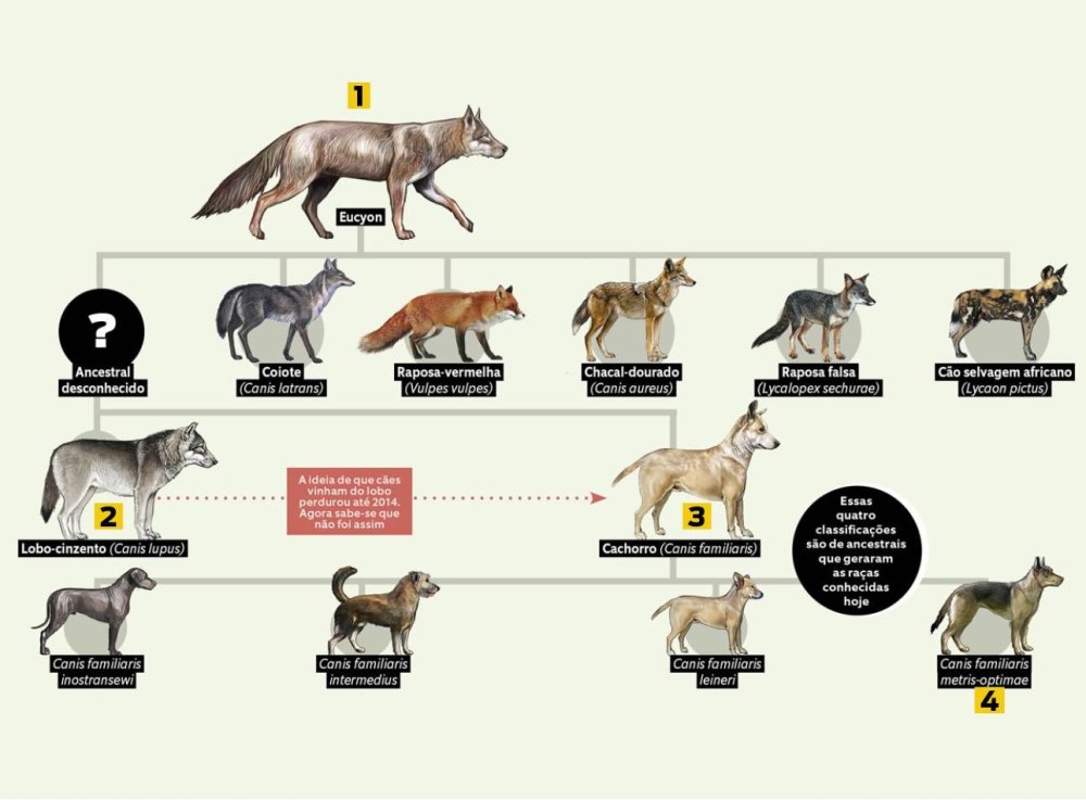 Canis familiaris metris Optimae